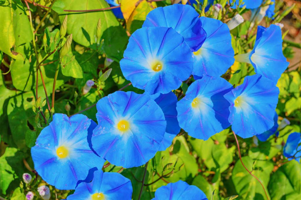 Ipomée bleue - Heavenly Blue ipomoea