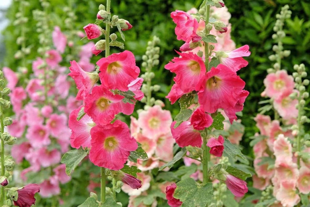 Rose tremiere