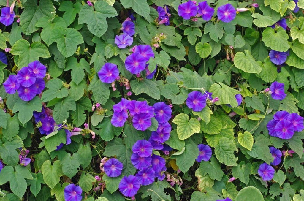 Ipomea indica