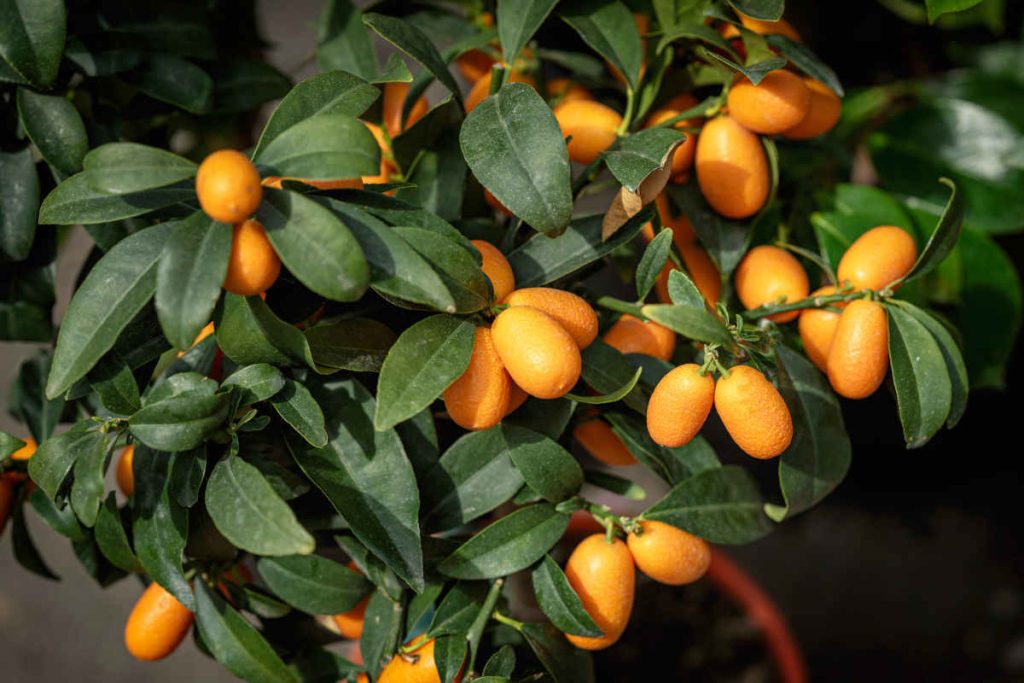 kumquat