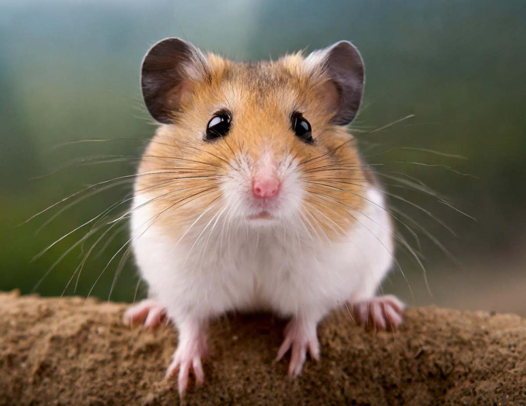 Hamster