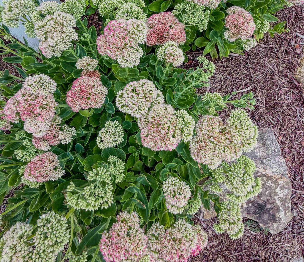 Sedum