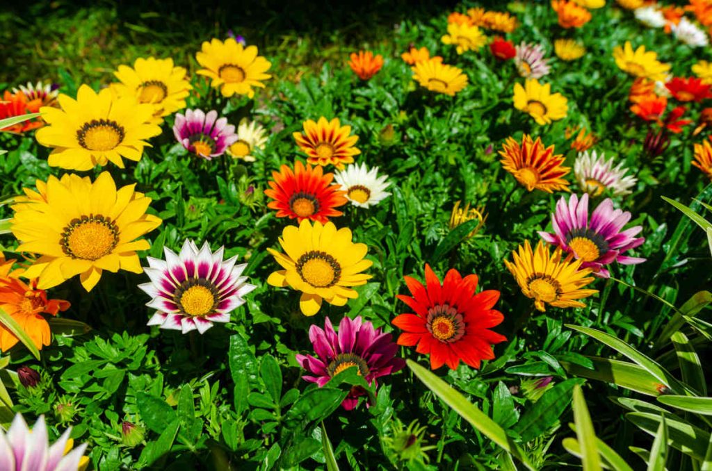gazania - gazanie