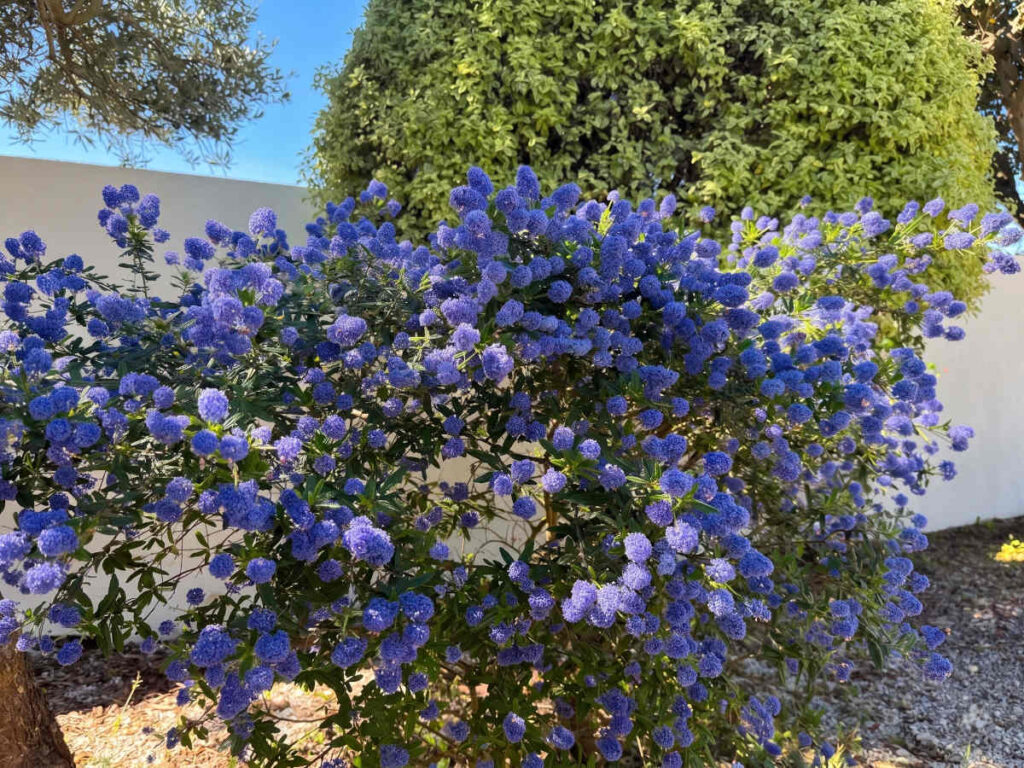 ceanothe ceanothus