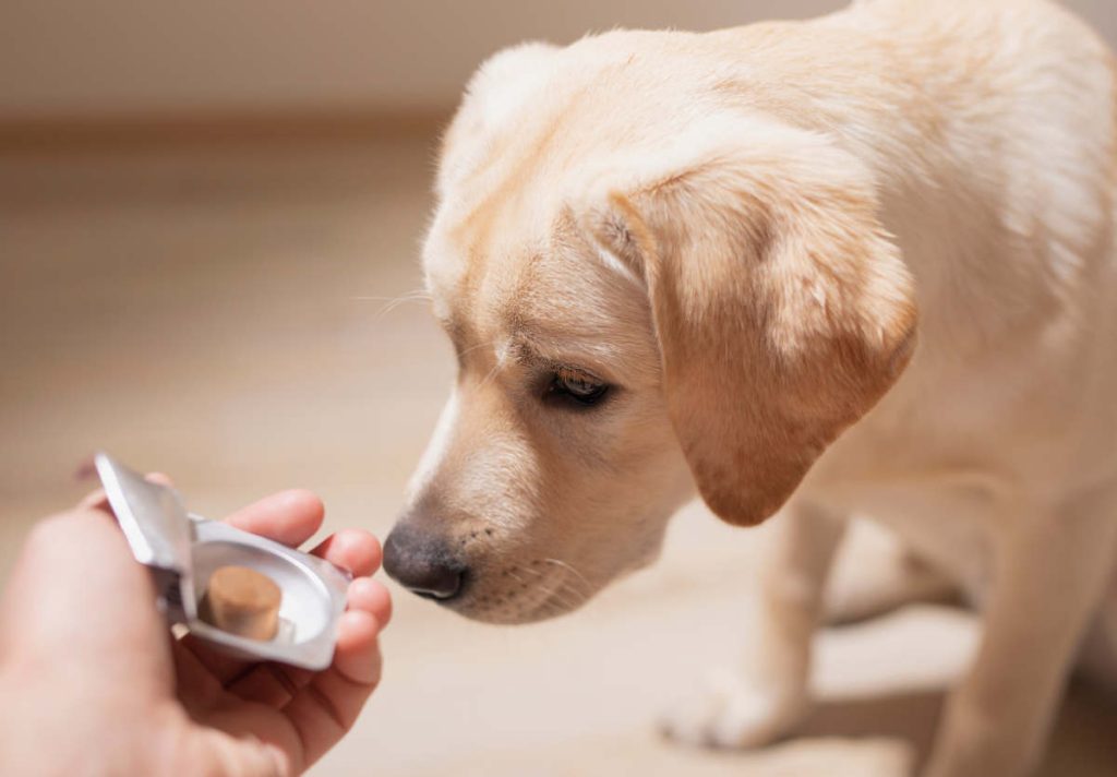 comment donner medicament chien