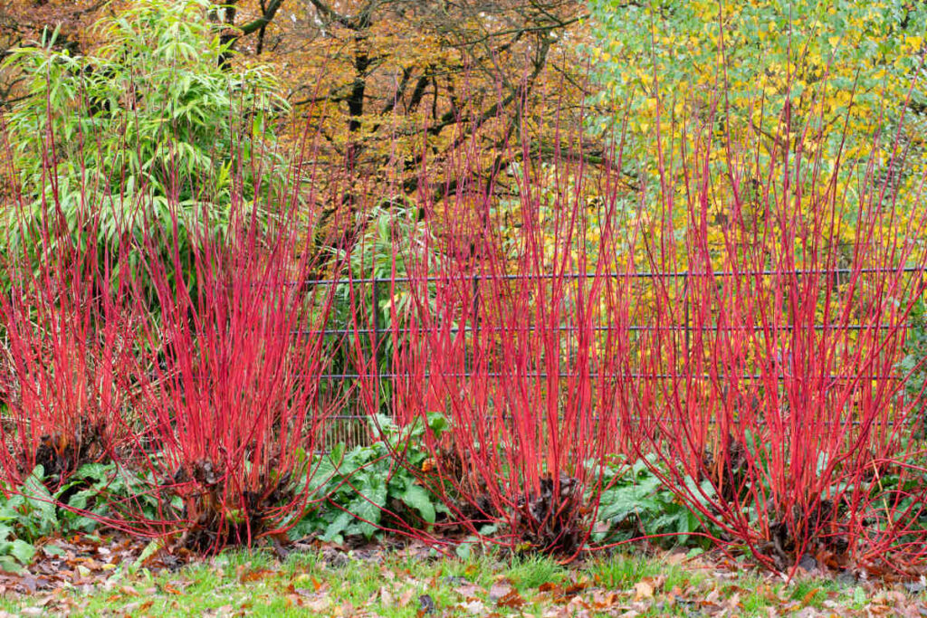 ecorces coloree hiver