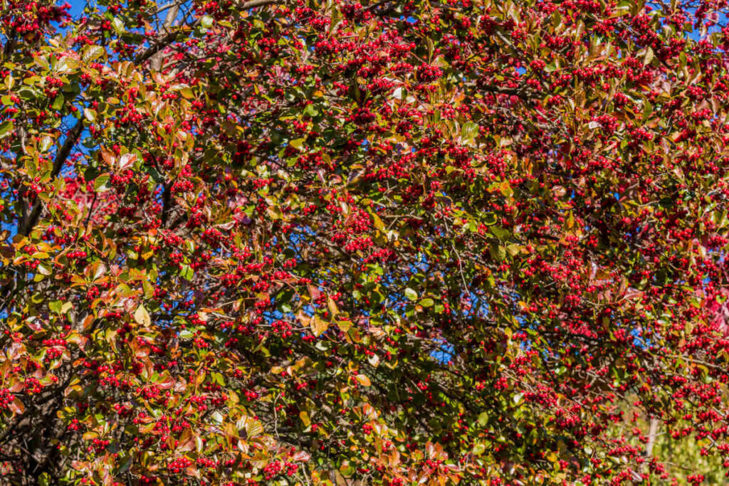 Berberis de corée - berberis koreana