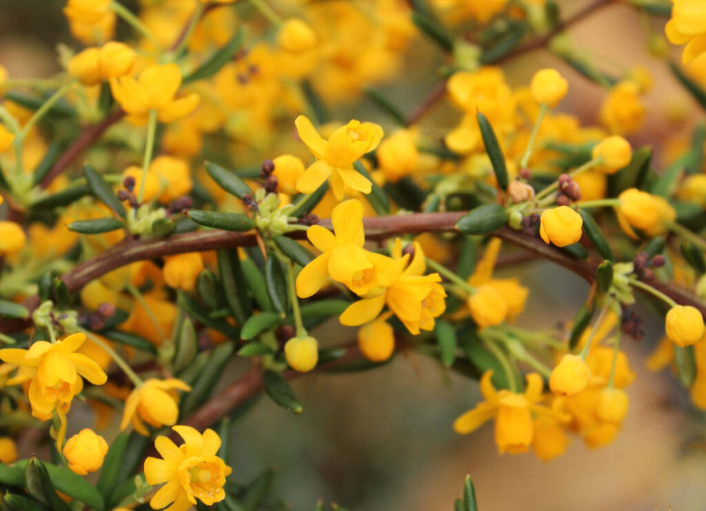 Berberis stenophylla - Épine-vinette à feuilles étroites