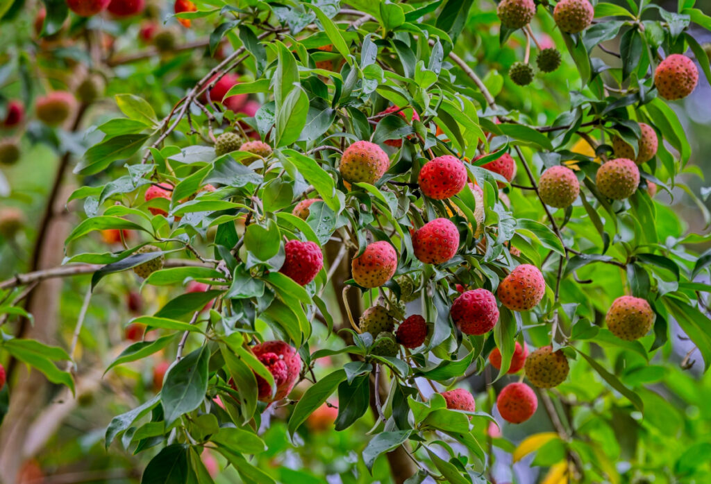 Cornus capitata Cornouiller porte-fraise