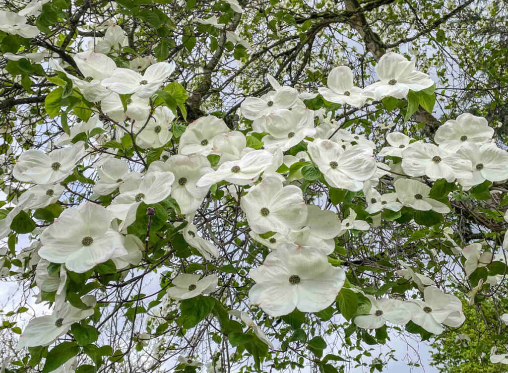 Cornus nuttallii, Cornouiller de Nuttall