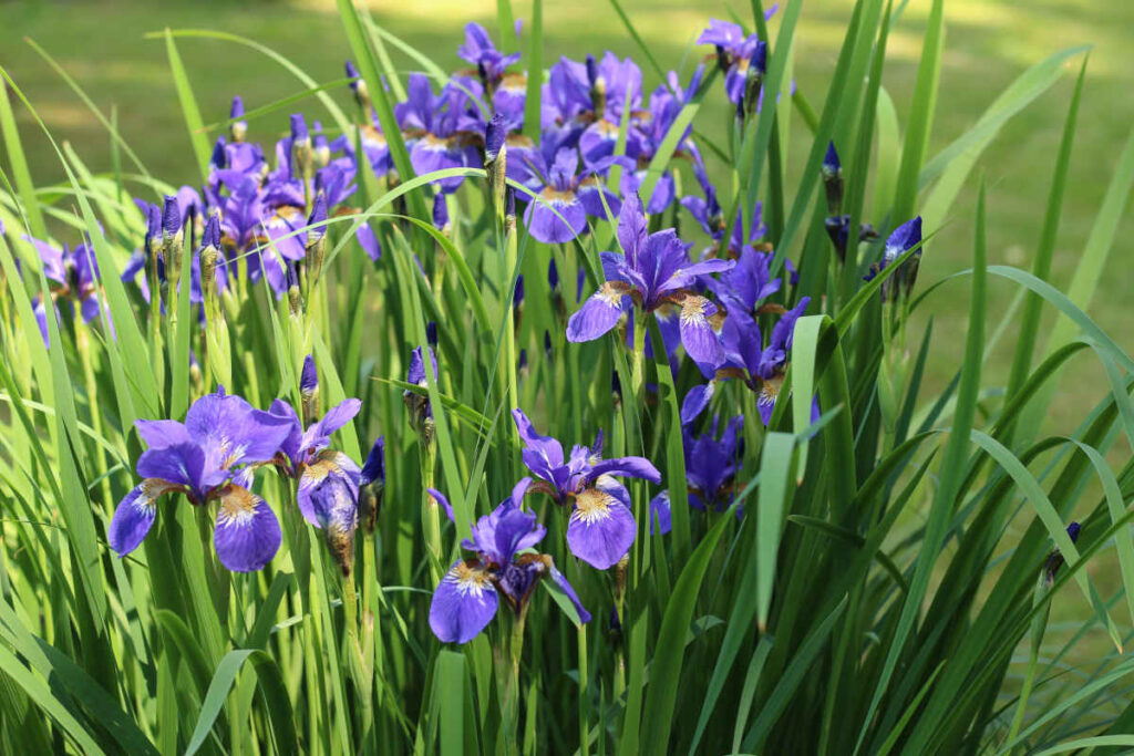 Iris de sibérie - Iris sibirica