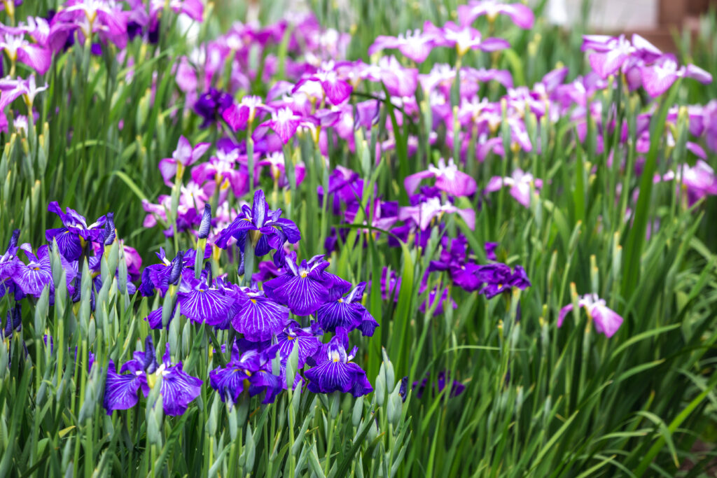 Iris du Japon - Iris ensata