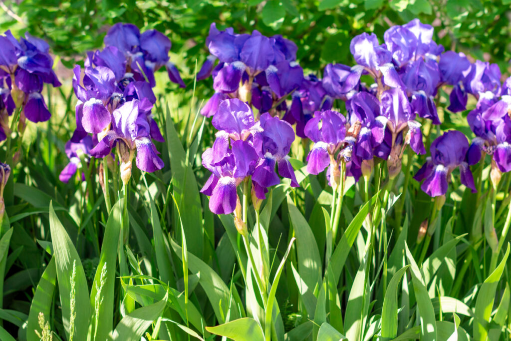 Iris germanica - iris des jardins