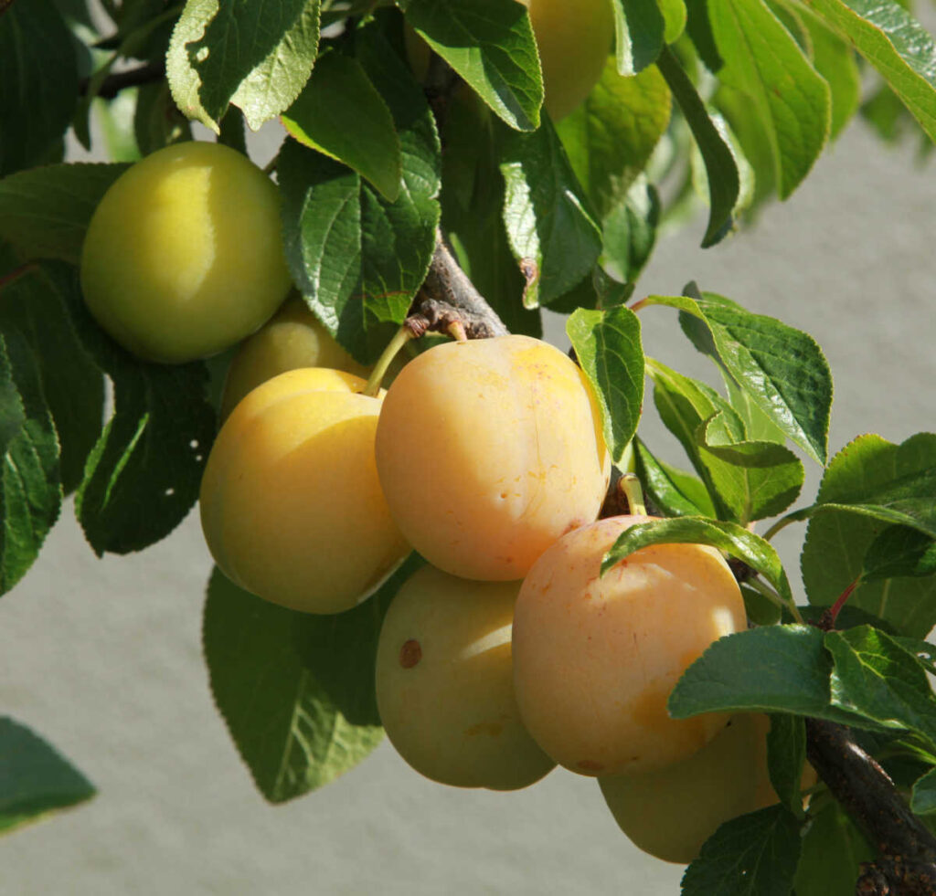 Prunier prune reine claude
