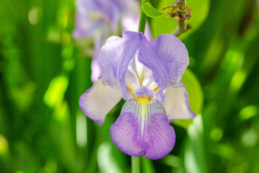 iris pallida