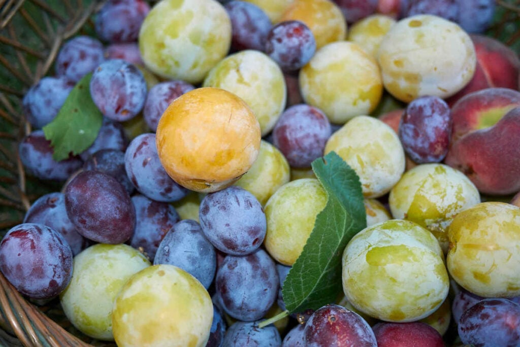 variété prune prunier