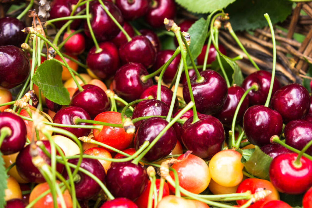 variétés de cerise et cerisier