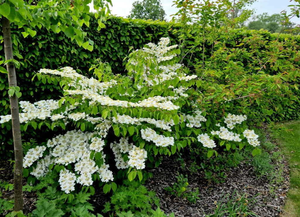viburnum watanabe culture entretien