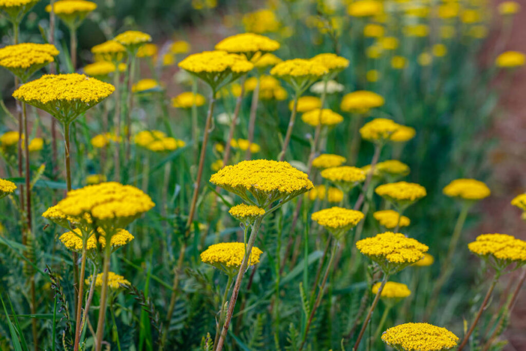 Achillea filipendulina - Achillée à feuilles de fougère