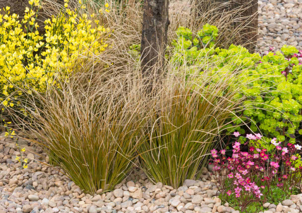 Carex comans