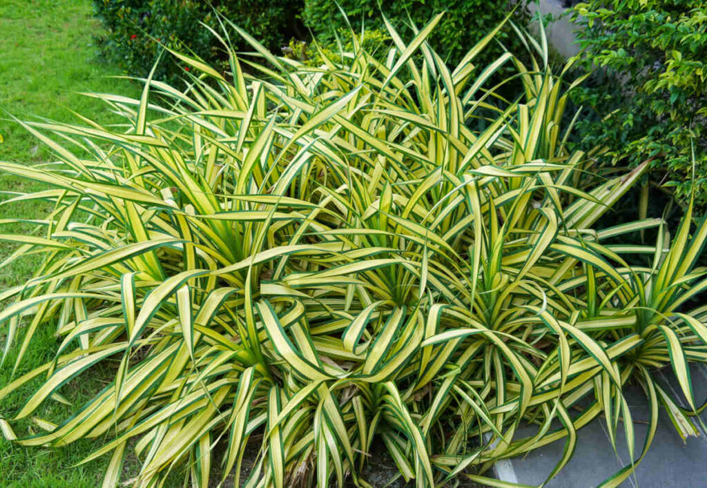 Carex morrowii