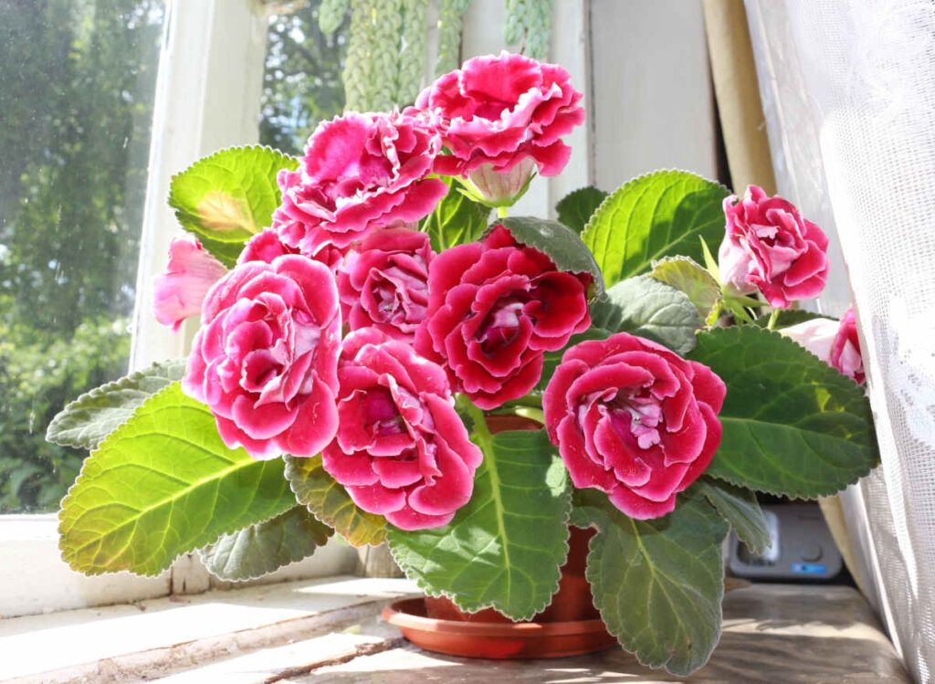 Gloxinia