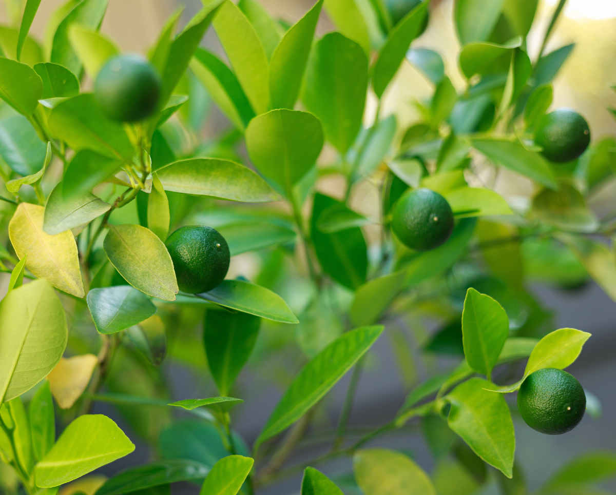 Lime de Tahiti - citron vert Lime de Tahiti - citron vert