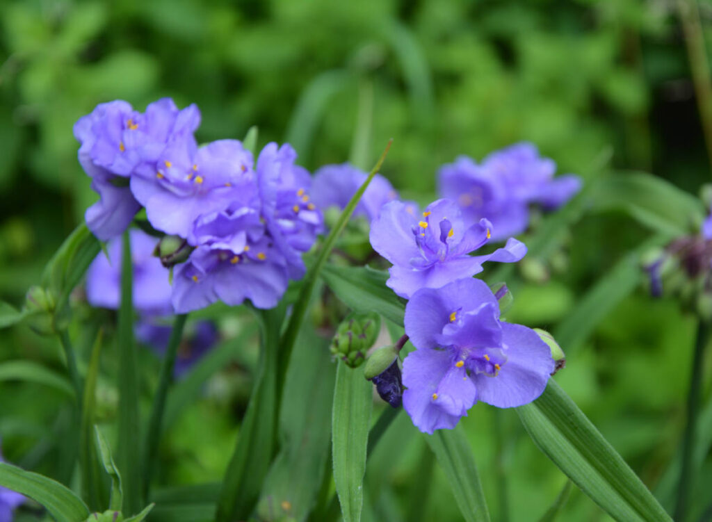 Tradescantia - Ephémère de Virginie