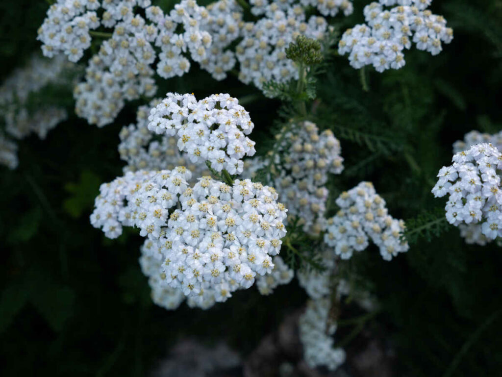 achillea nobilis