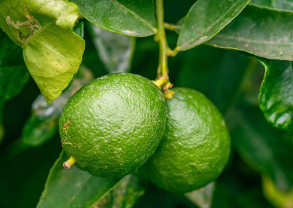 citron vert - Citrus aurantiifolia