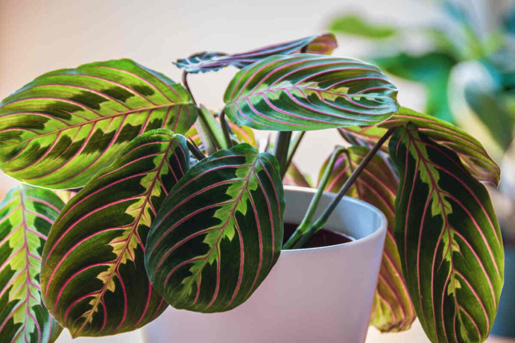 maranta