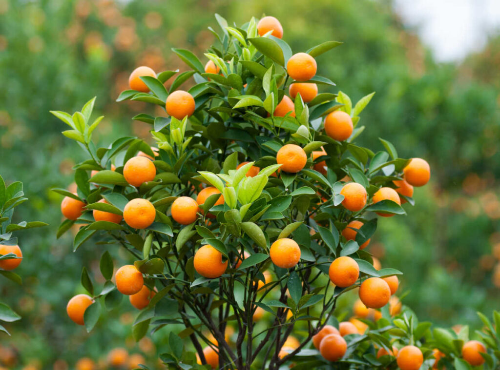 satsuma