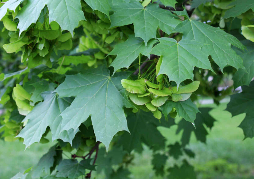 Acer platanoides - érable de Norvège