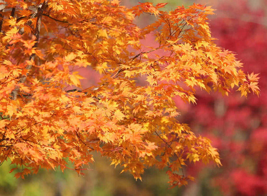 Acer saccharum - erable a sucre