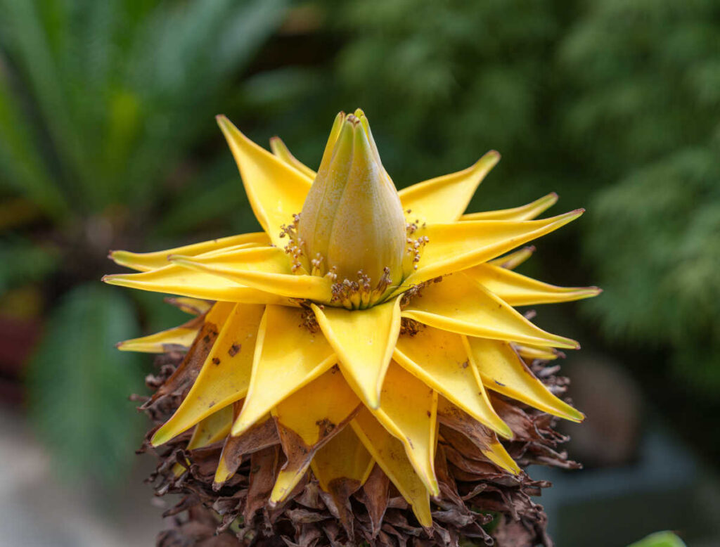 Bananier lotus d'or - Musella lasiocarpa