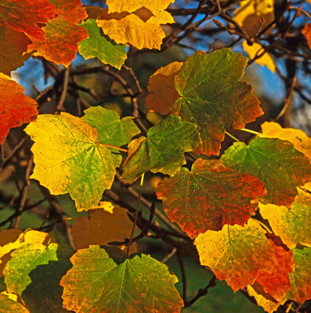 Erable à feuilles d'obier - acer opalus