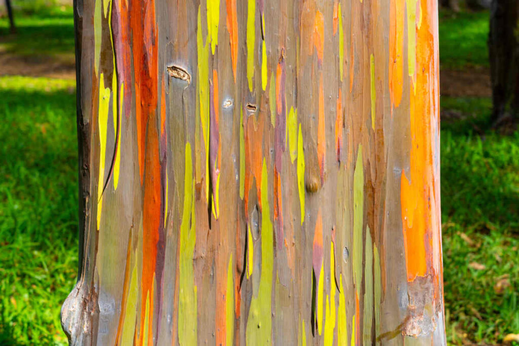 Eucalyptus Arc-en-ciel deglupta