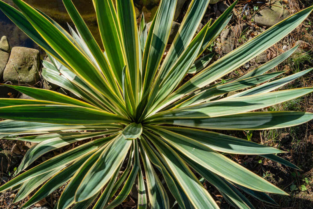 Yucca gloriosa
