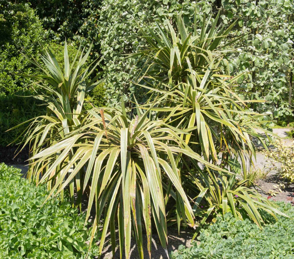 Yucca recurvifolia pleureur
