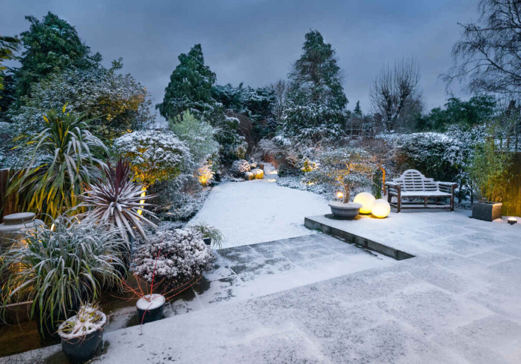 jardin neige plantes