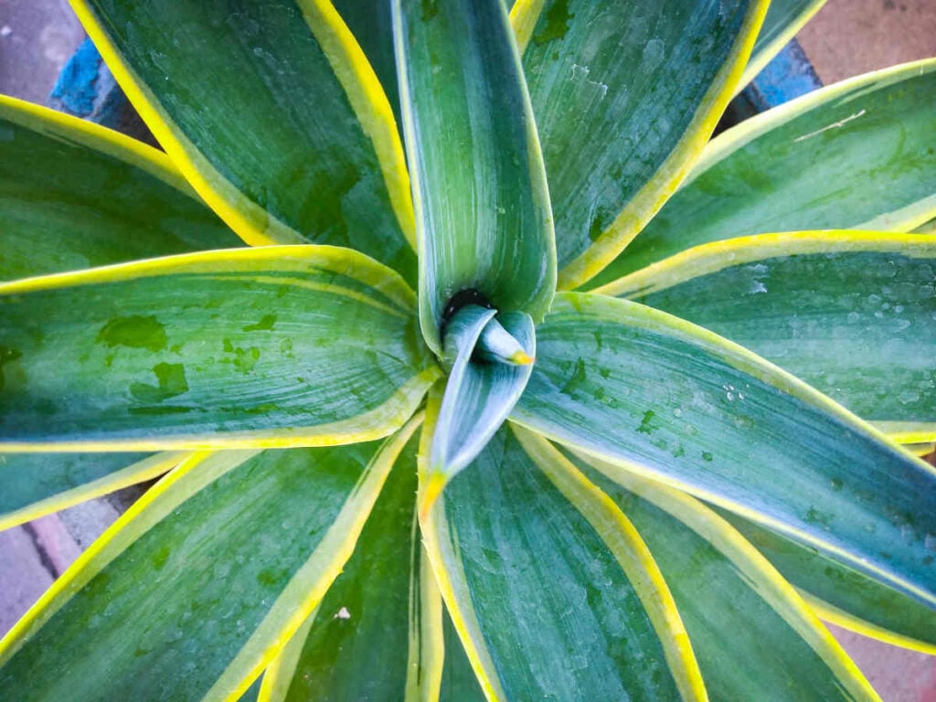 yucca aloifolia aloé