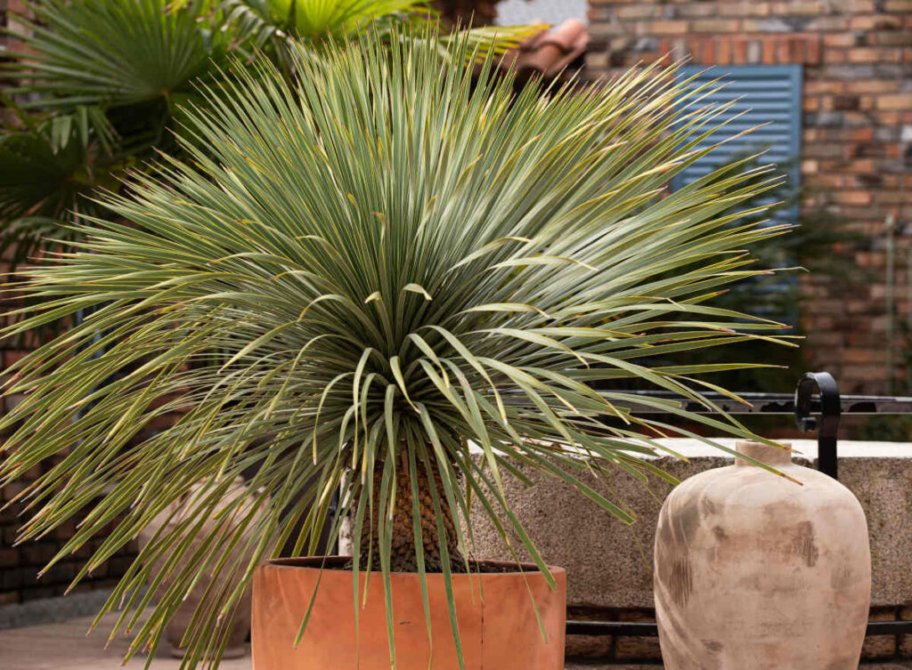 yucca rostrata
