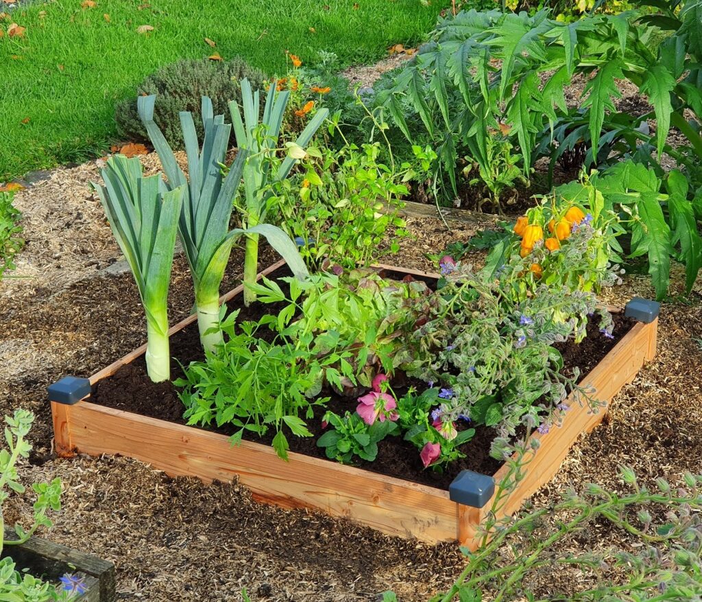carré potager en bois Douglas qualité