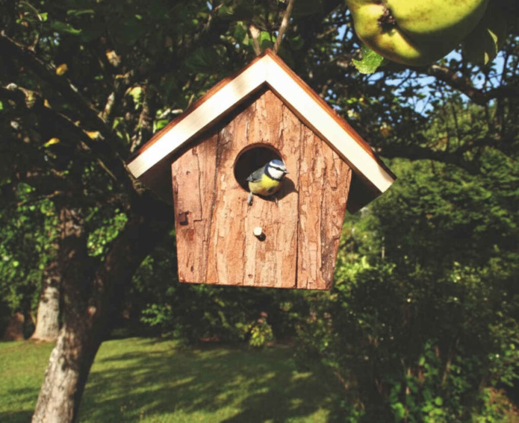 nichoir oiseau