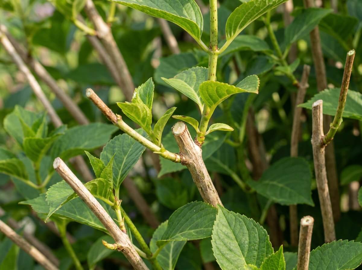 Branches d'arbuste à fleurs après suppression des têtes florales fanées en été