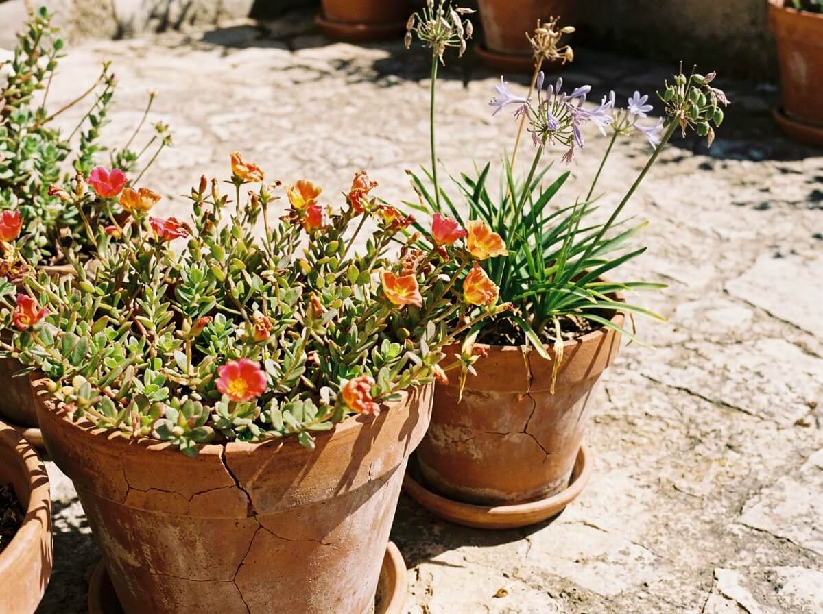 Gros plan sur portulaca et agapanthe en fleurs dans des pots sur terrasse exposée au soleil