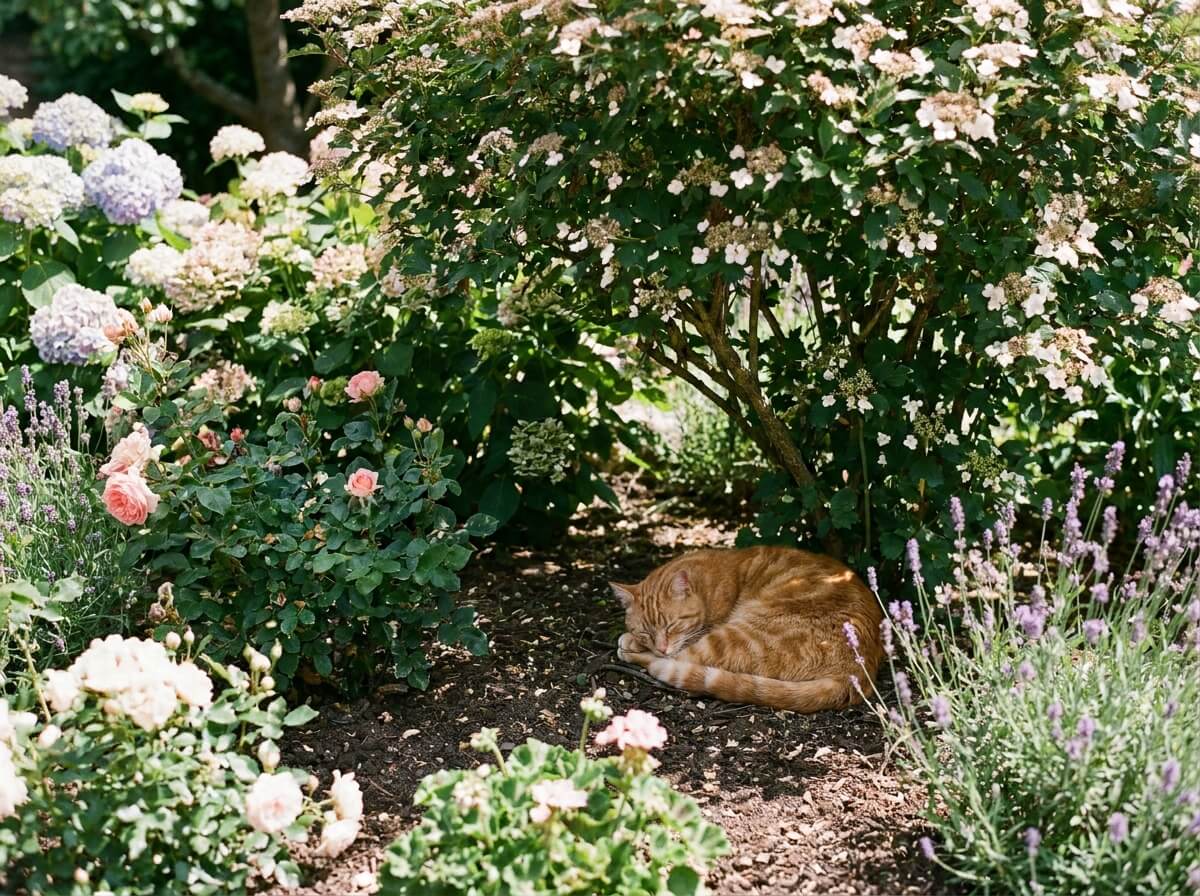 Massif de laurier-rose en fleurs dans un jardin, plante toxique pour les chats