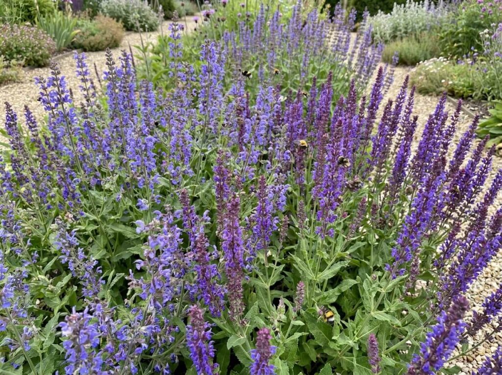 massif de salvias vivaces bleus et violets en pleine floraison estivale avec abeilles butinant