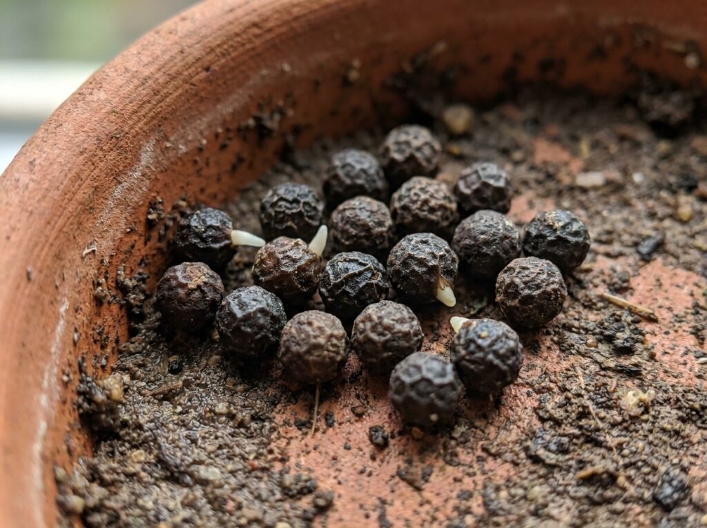 Graines de papaye brun foncé à surface ridée sur substrat humide, certaines émettant une radicelle blanche