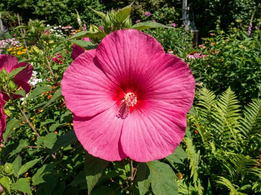 Grande fleur rose éclatante d'hibiscus des marais en plein soleil dans un jardin d'été luxuriant